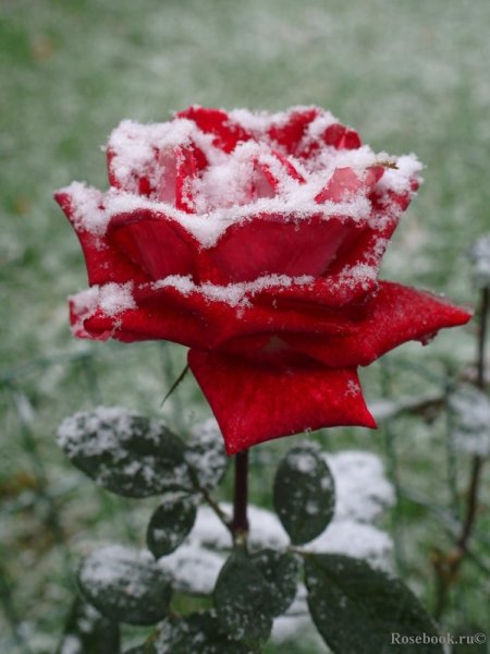 Зимняя роза