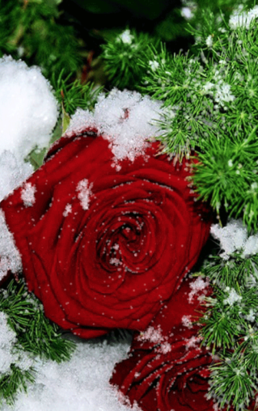 Цветы в снегу