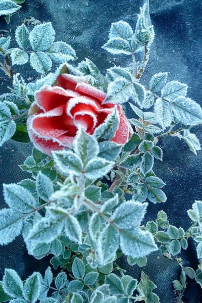 Цветы в снегу