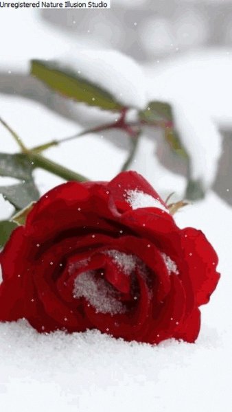Роза на снегу анимация