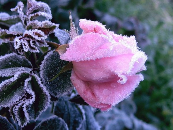 Зимние цветы