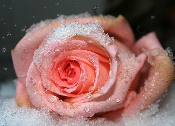 Розы на снегу