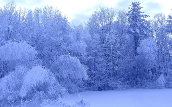 Сказочный зимний лес