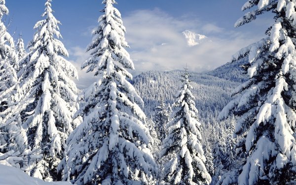 Снежный лес