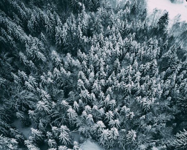 Зимний лес сверху