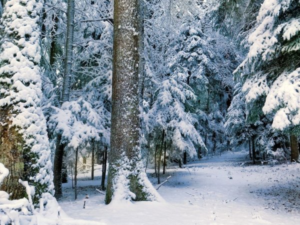 Красивая зима