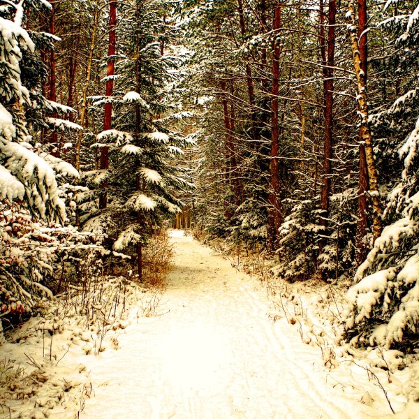 Зима в лесу