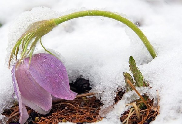 Подснежники из под снега