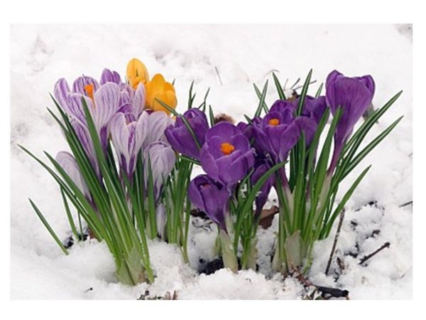 Живые весенние цветы на снегу