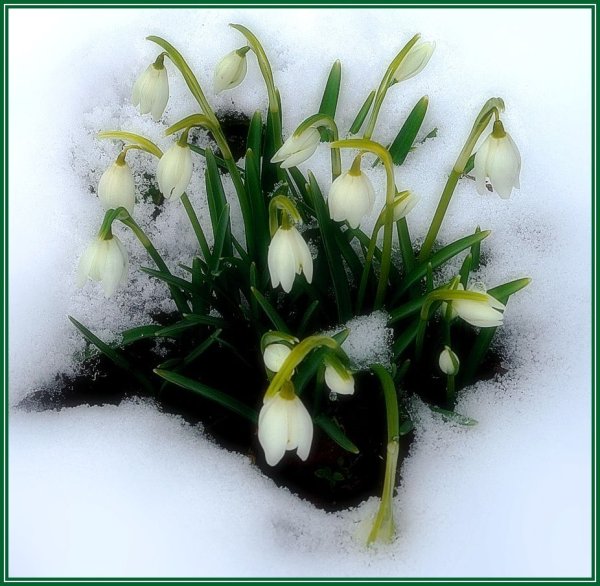 Пробуждение подснежника