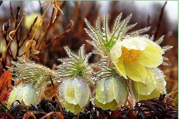 Курнаков цветут подснежники