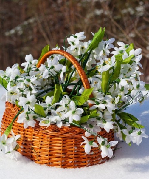 Букет пролески и подснежники