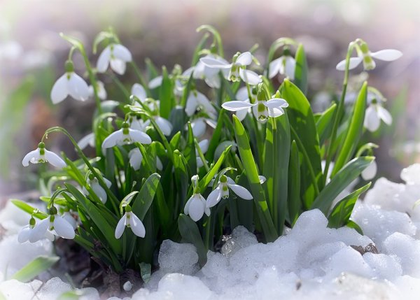 Подснежник колокольчатый