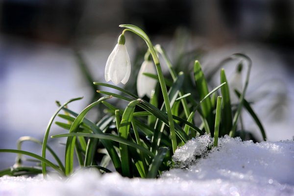 Подснежник снежный