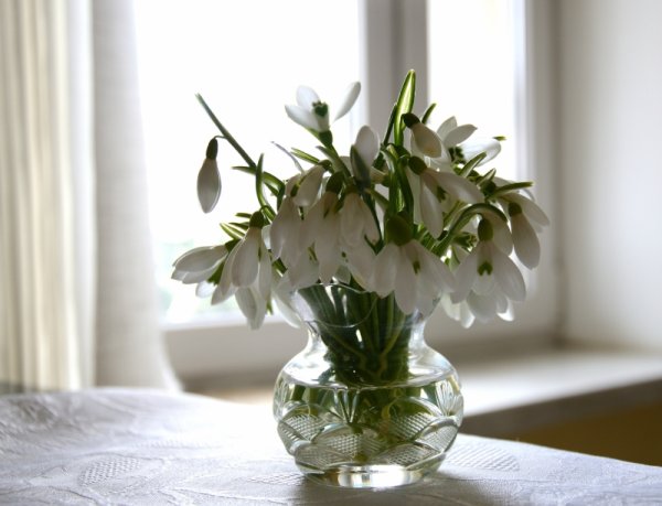 Подснежники в вазе