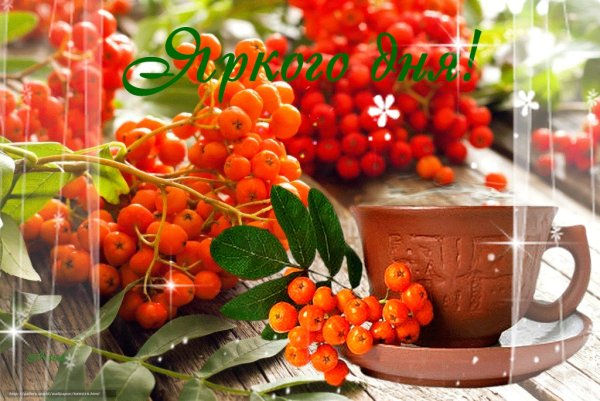 Доброго дня рябина