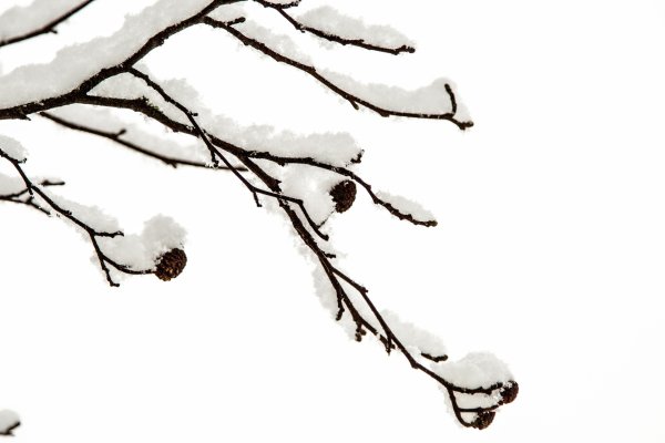 Ветки в снегу на прозрачном фоне