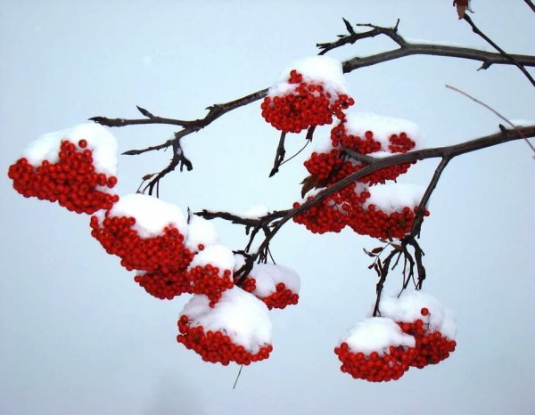 Ветка рябины в снегу