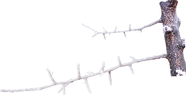 Снежные ветки на прозрачном фоне