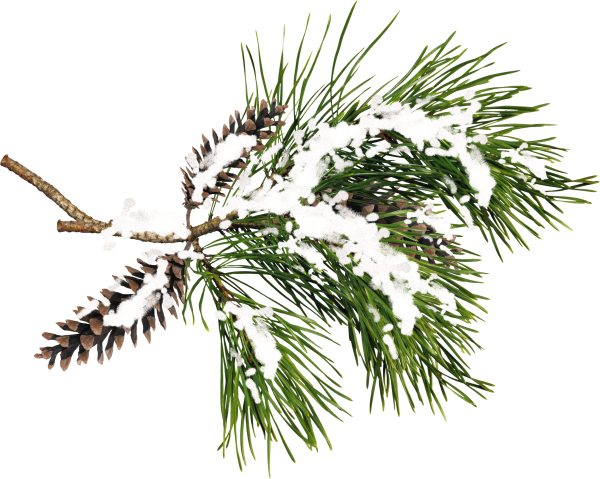Зимняя веточка на прозрачном фоне