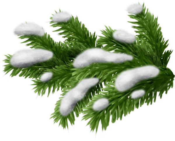 Ветка Еловая