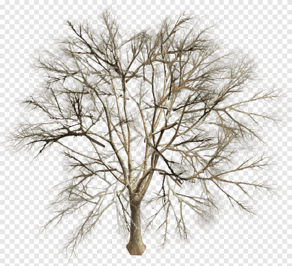 Куст без листьев