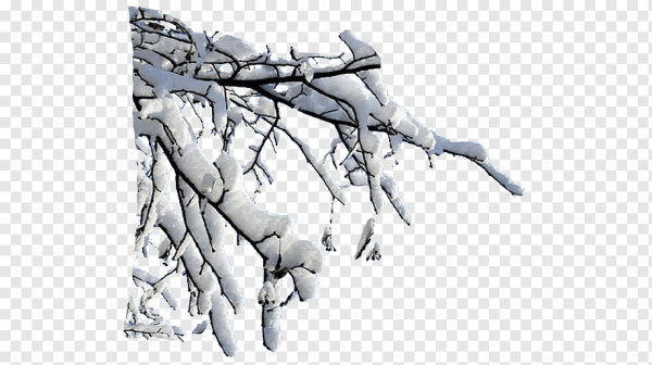 Зимняя ветка на прозрачном фоне