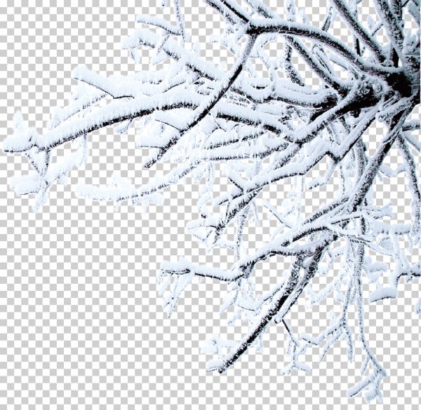 Снежные ветки на прозрачном фоне