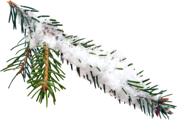 Заснеженные ветки на прозрачном фоне
