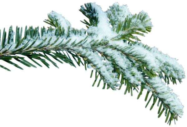 Заснеженные ветки на прозрачном фоне