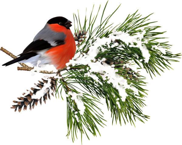 Снегирь на прозрачном фоне