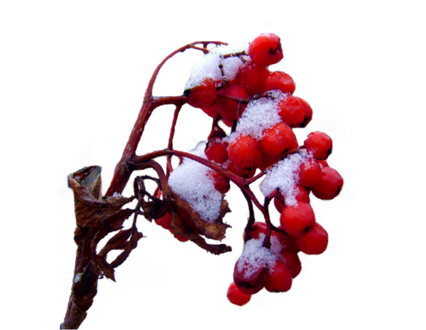 Ветка рябины в снегу на прозрачном фоне