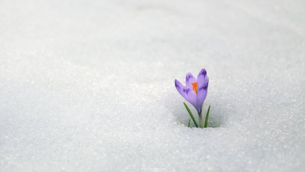 Цветы из под снега