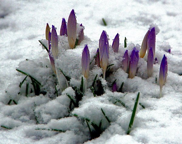 Цветы из под снега