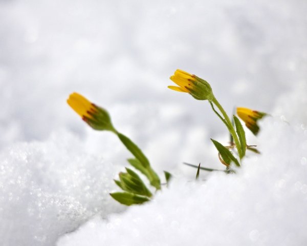 Цветы под снегом