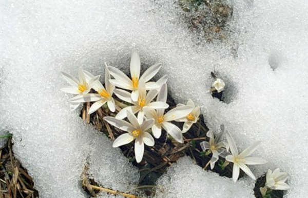 Байчечекей гулу орусча