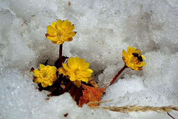 Подснежники горицвет