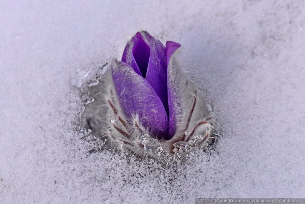 Сон трава в снегу