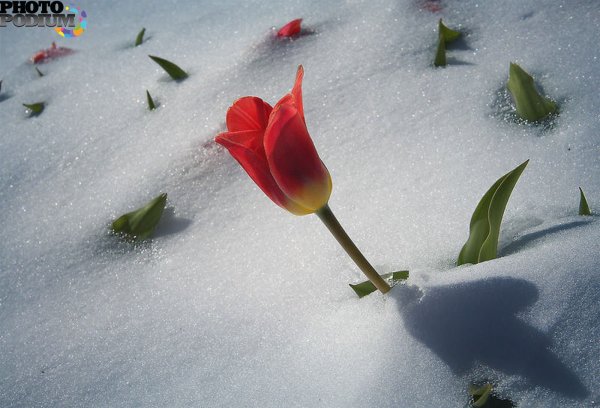Цветочек на снегу