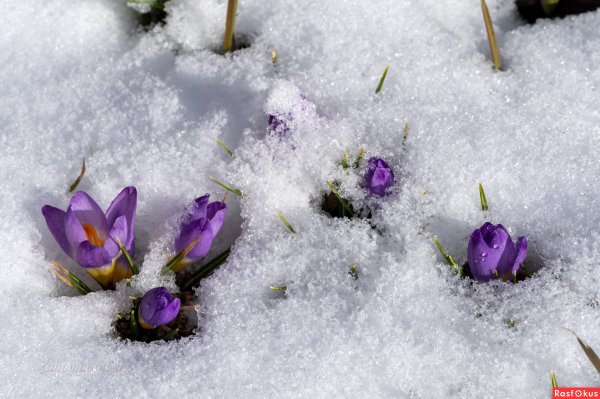 Сиреневые цветы на снегу