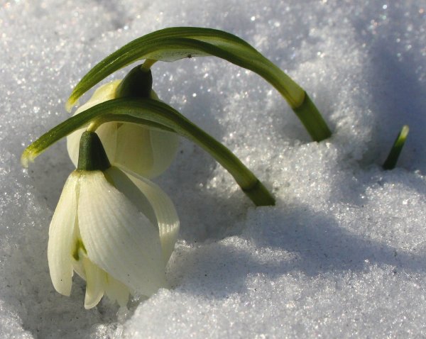 Подснежники в снегу