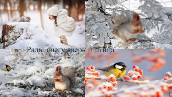 Рады снегу зверь и птица и конечно человек стихи