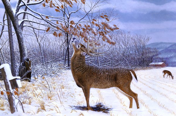 Зимний пейзаж животные