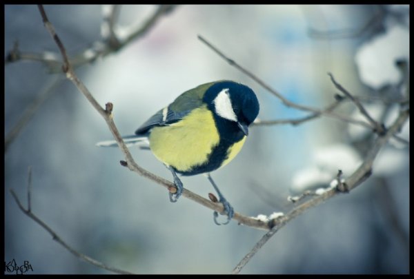 Рады серые синички: на морозе мерзнут птички