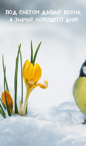 Птицы ранней весной