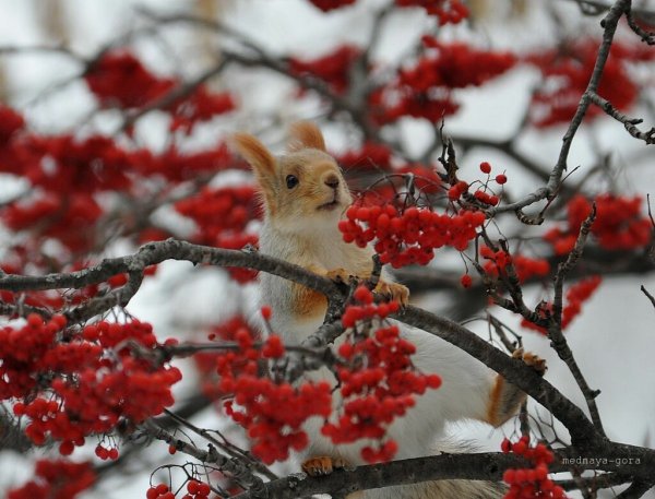 Ноябрь снег животные