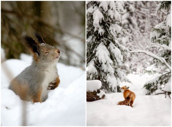Красота зверей зимой