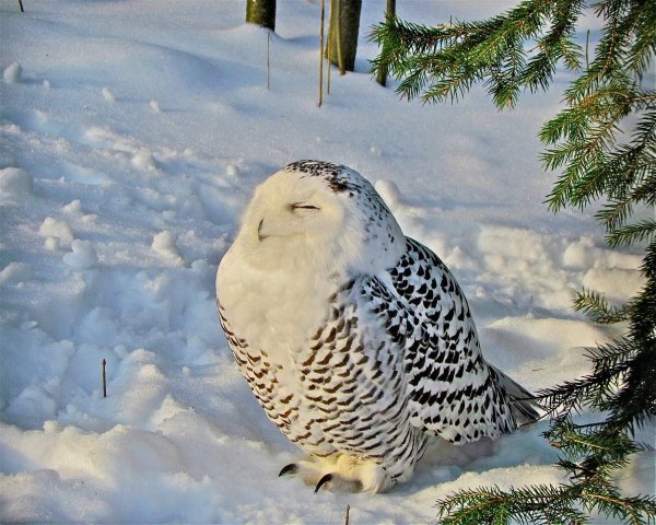 Полярная Сова зимовка