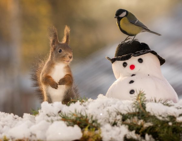 Животные зимой