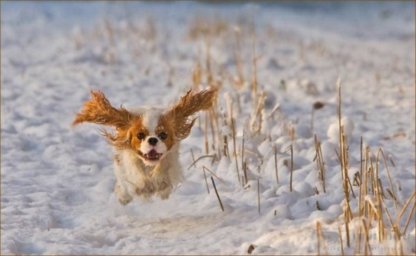 Смешные звери в снегу
